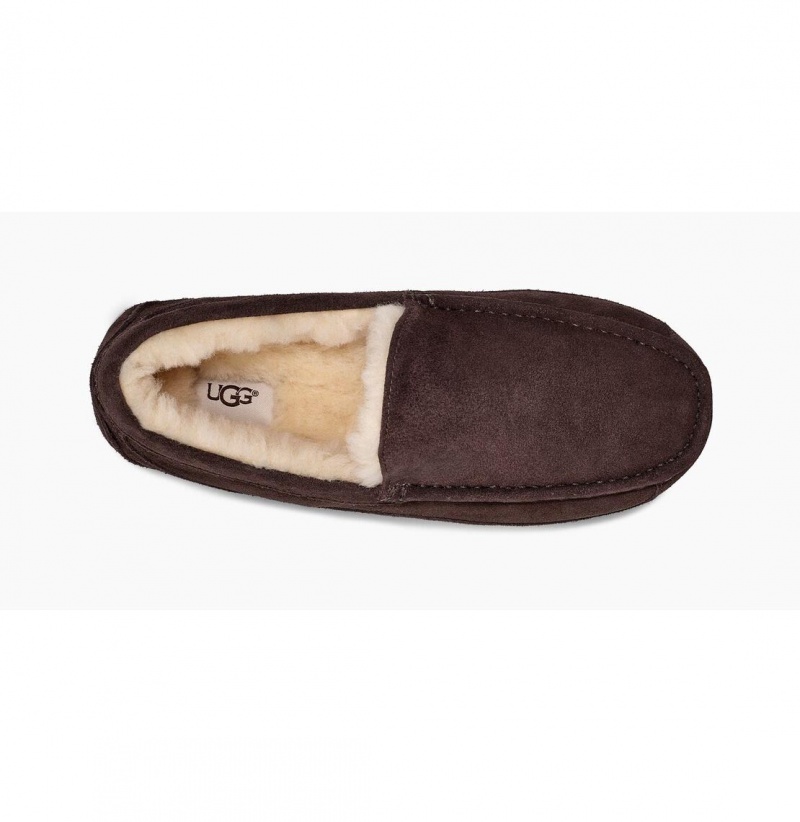 UGG Ascot Papuce Panske Hnede | SK-365NEBFZO